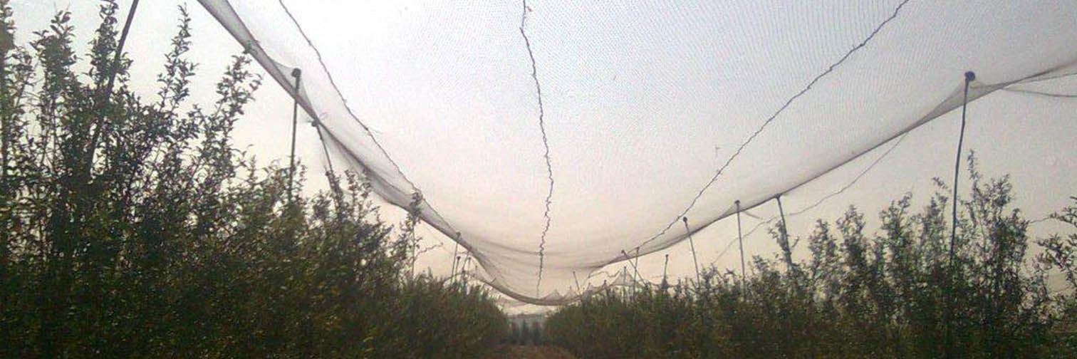 Anti Bird Nets - Image 2