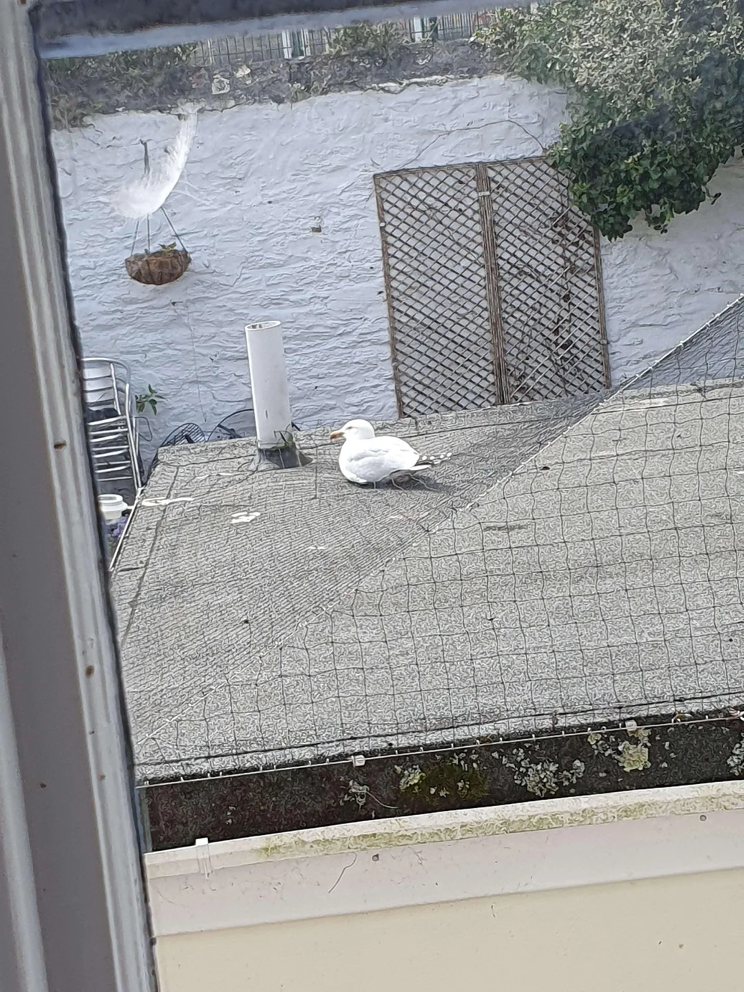 Anti Seagull Nets - Image 2